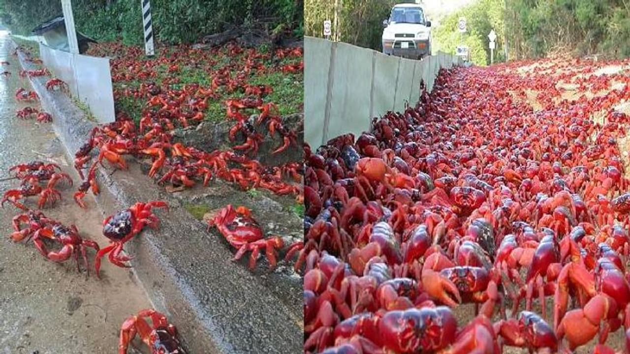 റോഡും നാടും കയ്യടക്കി ആയിരക്കണക്കിന് ഞണ്ടുകൾ, യാത്ര കാട്ടിൽ നിന്നും സമുദ്രത്തിലേക്ക് 