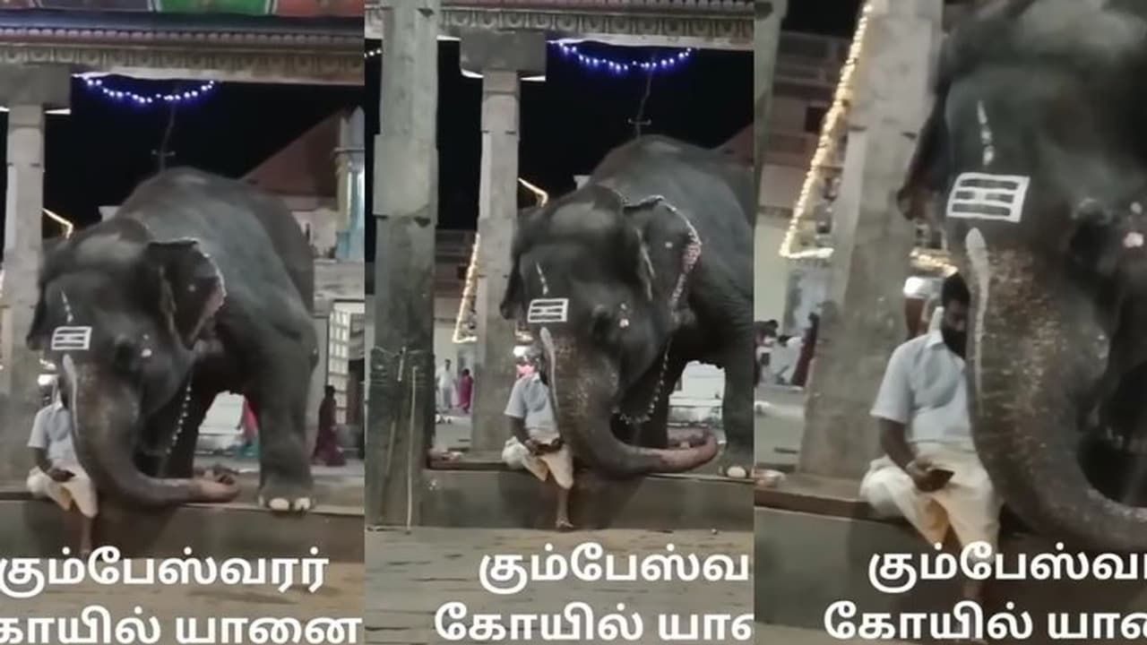 ಮಾವುತನೊಂದಿಗೆ ಎದ್ದು ಬಿದ್ದು ಮೊಬೈಲ್ ನೋಡ್ತಿರುವ ಆನೆ... ವಿಡಿಯೋ ವೈರಲ್