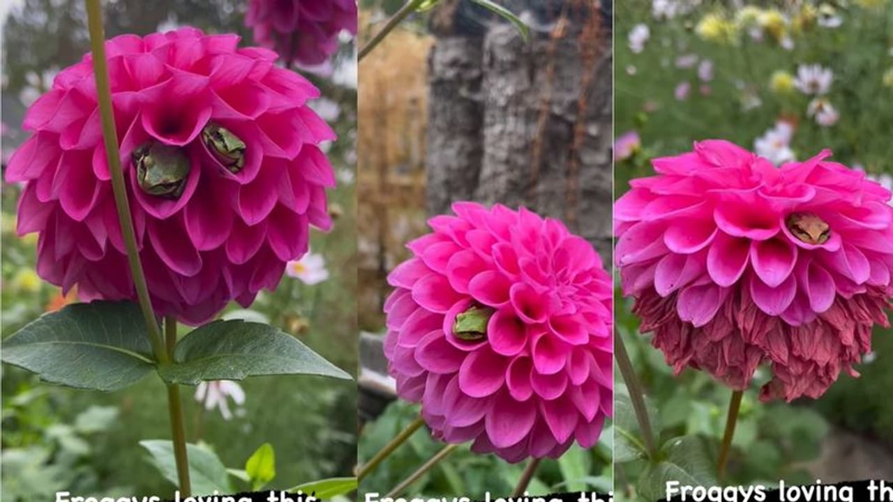 ಹೂವೇ ಹೂವೇ... ಹೂವಿಗೆ ಮನಸೋತ ಮಂಡೂಕ.... ವಿಡಿಯೋ ವೈರಲ್