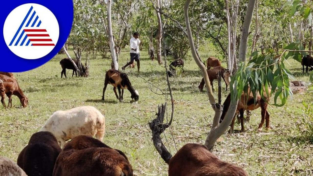 Chikkamagaluru: ಬಾಸೂರು ಹುಲ್ಲುಗಾವಲು ಪ್ರದೇಶದಲ್ಲಿ ಕುರಿಗಳು: ಭವಿಷ್ಯದಲ್ಲಿ ಮೇವು ಸಿಗದ ಪರಿಸ್ಥಿತಿ Chikkamagaluru: ಬಾಸೂರು ಹುಲ್ಲುಗಾವಲು ಪ್ರದೇಶದಲ್ಲಿ ಕುರಿಗಳು: ಭವಿಷ್ಯದಲ್ಲಿ ಮೇವು ಸಿಗದ ಪರಿಸ್ಥಿತಿ