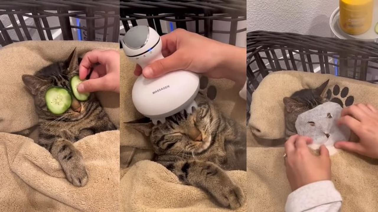 ಕಣ್ಣಿಗೆ ಸೌತೆಕಾಯಿ ಪೀಸು, ಕೂಲ್ ಕೂಲ್ ಮಾಸ್ಕ್... ಈ ಮಾರ್ಜಾಲದ ಶೋಕಿ ನೋಡಿ... 