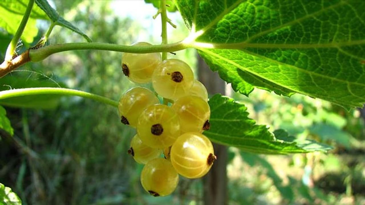 Amla Navami 2022: क्यों मनाते हैं आंवला नवमी का पर्व, इन दिन कौन से 4 काम जरूर करने चाहिए? Amla Navami 2022: क्यों मनाते हैं आंवला नवमी का पर्व, इन दिन कौन से 4 काम जरूर करने चाहिए?