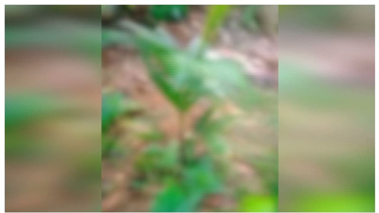 പത്തനംതിട്ടയില്‍ പശുവിനെ കടുവ കടിച്ചുകൊന്നു