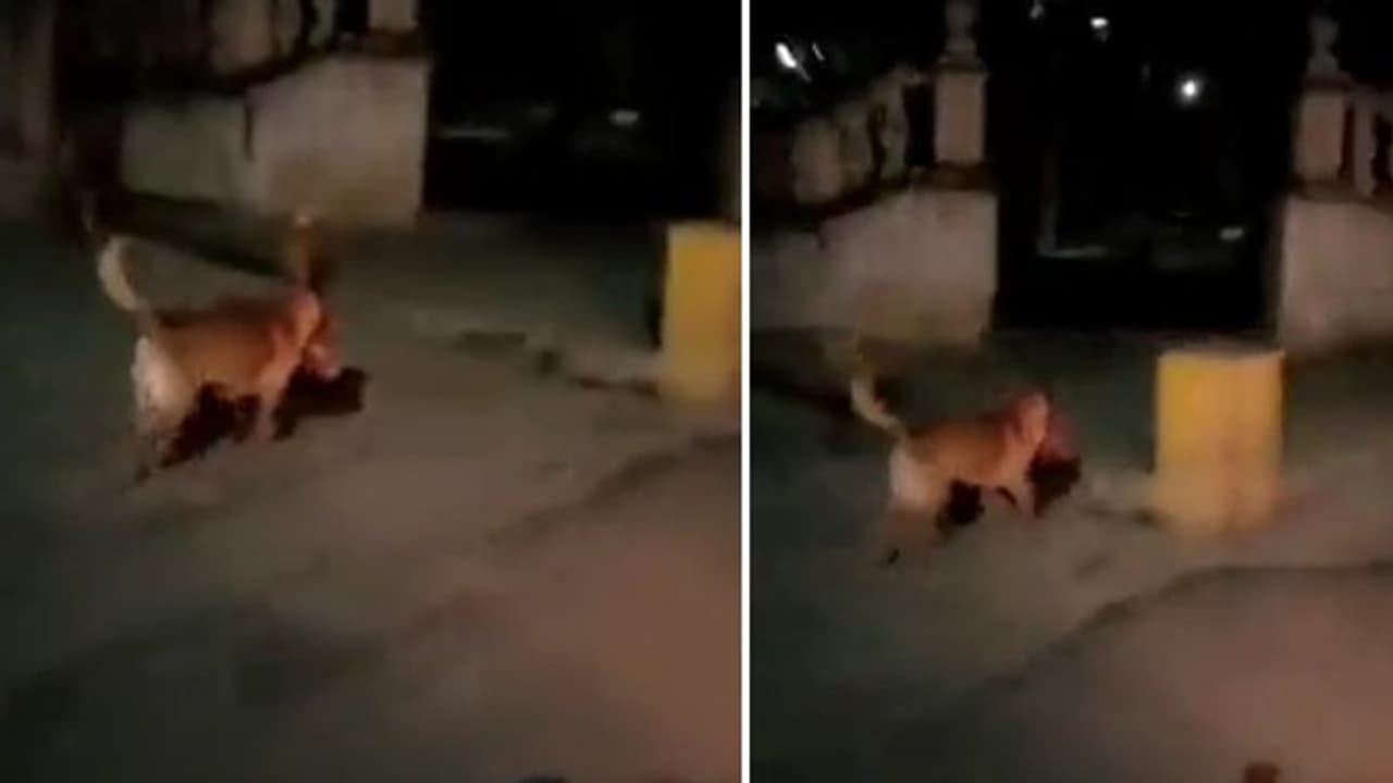 മനുഷ്യന്‍റെ തല കടിച്ചുകൊണ്ട് ഓടുന്ന നായ; പേടിപ്പെടുത്തുന്ന വീഡിയോ പ്രചരിക്കുന്നു