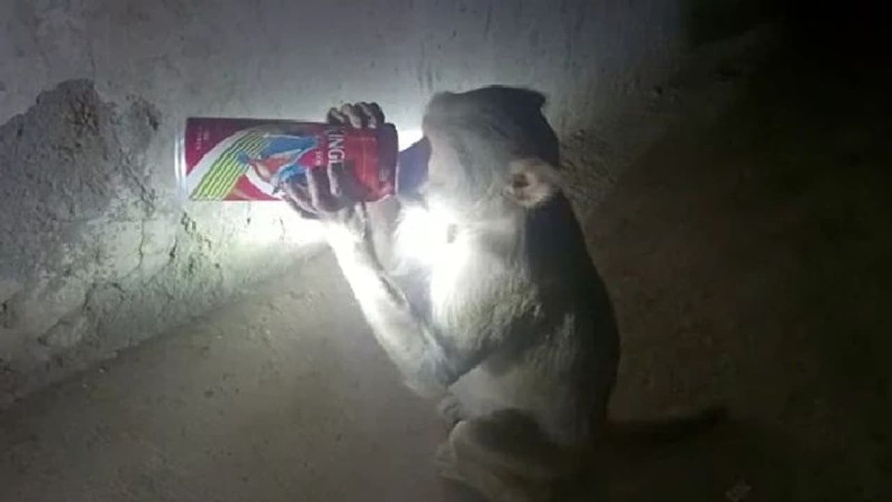 മദ്യശാലകളില് നിന്ന് പതിവായി മദ്യം മോഷ്ടിക്കുന്ന കുരങ്ങൻ ; വീഡിയോ മദ്യശാലകളില് നിന്ന് പതിവായി മദ്യം മോഷ്ടിക്കുന്ന കുരങ്ങൻ ; വീഡിയോ