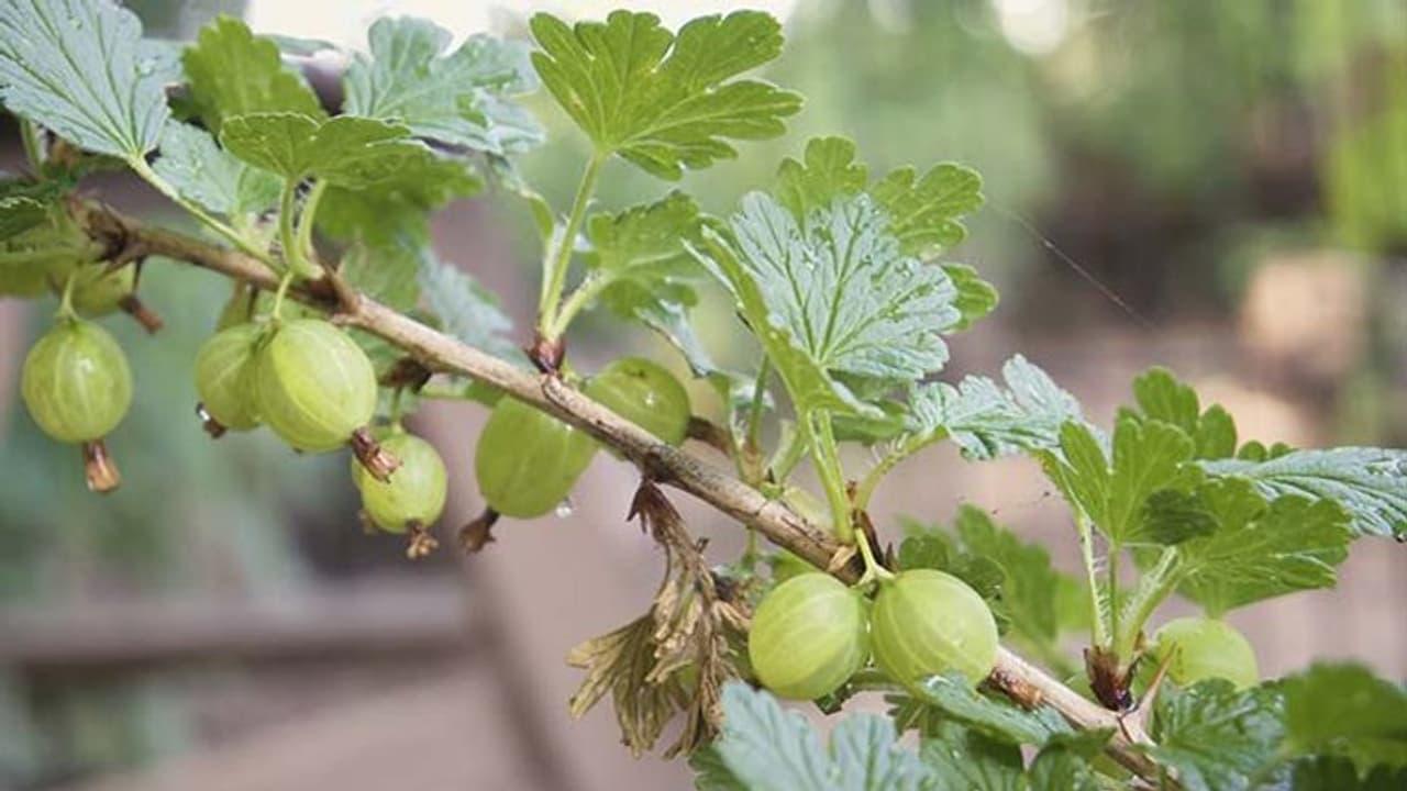 Amla Navami 2022: इस विधि से करें आंवला नवमी व्रत पूजा, जानें शुभ मुहूर्त, योग, कथा और महत्व 