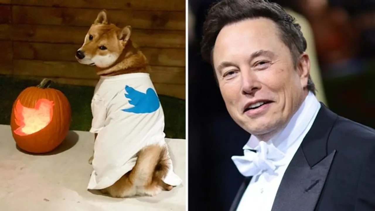 Twitter logo carved into pumpkin: Elon Musk's Halloween photo goes viral Twitter logo carved into pumpkin: Elon Musk's Halloween photo goes viral