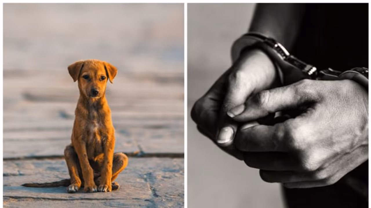 28കാരൻ നായയുമായി ലൈംഗിക ബന്ധത്തിൽ ഏർപ്പെട്ടു , യുവാവ് അറസ്റ്റിൽ 28കാരൻ നായയുമായി ലൈംഗിക ബന്ധത്തിൽ ഏർപ്പെട്ടു , യുവാവ് അറസ്റ്റിൽ