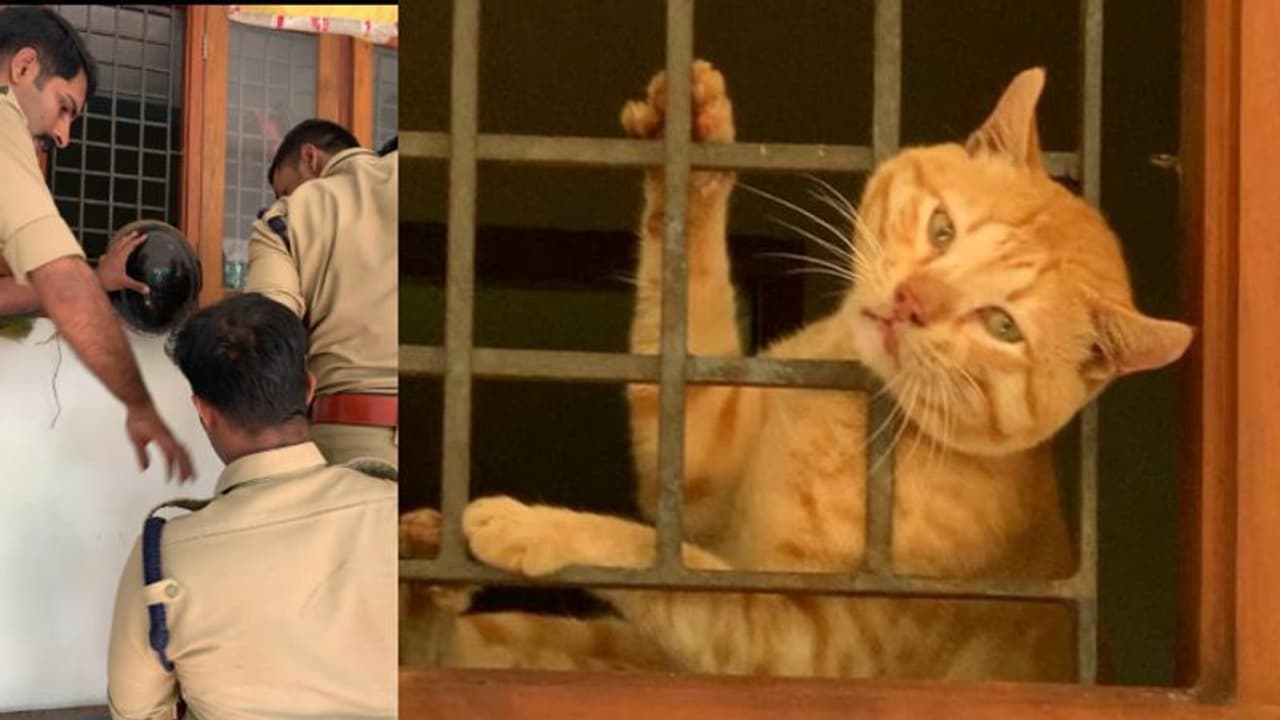 'ഒരു കയ്യബദ്ധം, നാറ്റിക്കരുത്', അടുക്കളയിൽ നുഴഞ്ഞുകയറി മടങ്ങിയ 'വിരുതൻ' ജനലിൽ കുടുങ്ങി, രക്ഷകരായി ഫയർഫോഴ്സ് 'ഒരു കയ്യബദ്ധം, നാറ്റിക്കരുത്', അടുക്കളയിൽ നുഴഞ്ഞുകയറി മടങ്ങിയ 'വിരുതൻ' ജനലിൽ കുടുങ്ങി, രക്ഷകരായി ഫയർഫോഴ്സ്