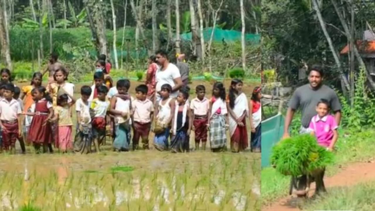3 പതിറ്റാണ്ടിന് ശേഷം റബ്ബര് മുറിച്ച് നെല്കൃഷി; സാമുവേലിന് കൂട്ടായി നാട്ടുകാരും സ്കൂള് വിദ്യാര്ത്ഥികളും 3 പതിറ്റാണ്ടിന് ശേഷം റബ്ബര് മുറിച്ച് നെല്കൃഷി; സാമുവേലിന് കൂട്ടായി നാട്ടുകാരും സ്കൂള് വിദ്യാര്ത്ഥികളും