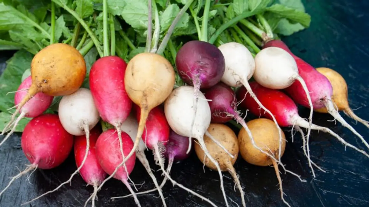 ഉയർന്ന രക്തസമ്മർദ്ദം നിയന്ത്രിക്കാനും ഹൃദയാരോഗ്യം സംരക്ഷിക്കാനും കഴിക്കാം റാഡിഷ്; അറിയാം മറ്റ് ഗുണങ്ങള്‍... 