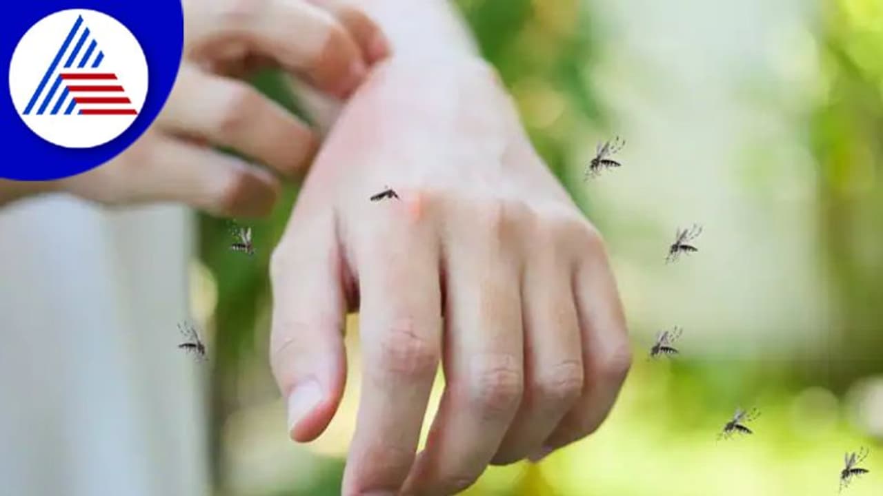 ಮಲೇರಿಯಾ ಪ್ರಕರಣಗಳಲ್ಲಿ ಏರಿಕೆ; WHOನಿಂದ ಹೊಸ ಮಾರ್ಗಸೂಚಿ ಬಿಡುಗಡೆ