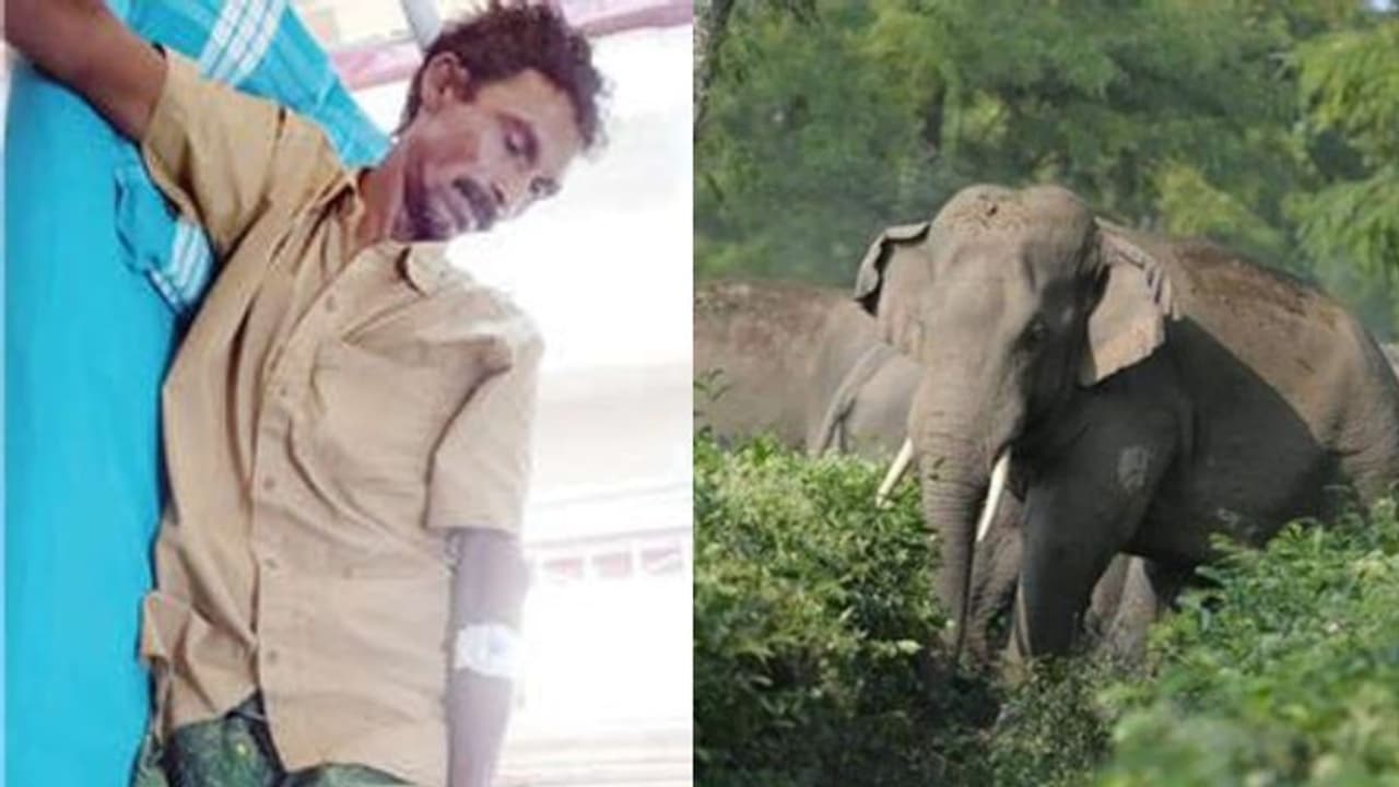 മറയൂരിൽ വനംവകുപ്പ് വാച്ചറെ ഒറ്റയാന് തുമ്പിക്കൈ കൊണ്ട് അടിച്ചു വീഴ്ത്തി മറയൂരിൽ വനംവകുപ്പ് വാച്ചറെ ഒറ്റയാന് തുമ്പിക്കൈ കൊണ്ട് അടിച്ചു വീഴ്ത്തി