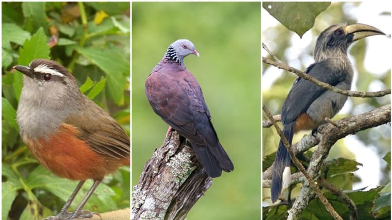 ആദ്യ പക്ഷി സര്‍വ്വേയില്‍ 174 ഇനം പക്ഷികള്‍; 11 എണ്ണം വംശനാശ ഭീഷണി നേരിടുന്നവ 