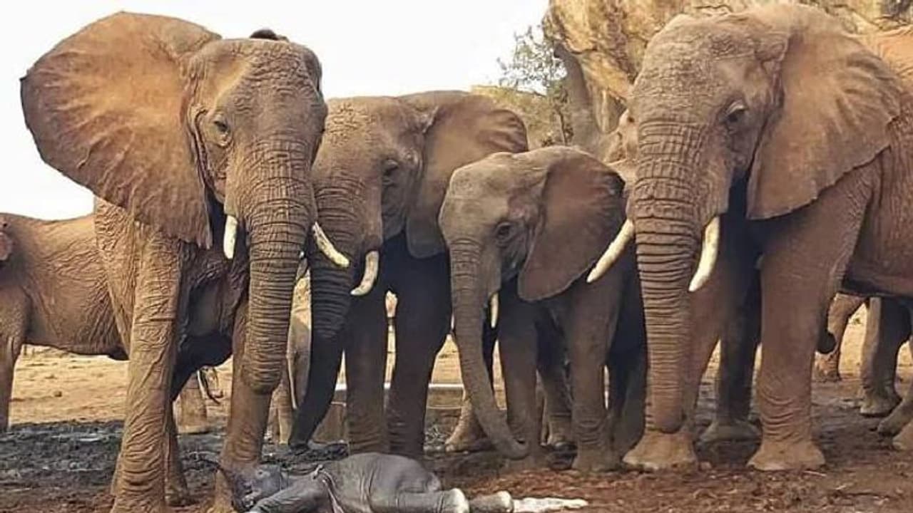 പ്രതീക്ഷിക്കാത്ത നേരത്ത് ആന പ്രസവിച്ചു, ശുശ്രൂഷിച്ച് ആനക്കൂട്ടം; വൈറലായി വീഡിയോ പ്രതീക്ഷിക്കാത്ത നേരത്ത് ആന പ്രസവിച്ചു, ശുശ്രൂഷിച്ച് ആനക്കൂട്ടം; വൈറലായി വീഡിയോ