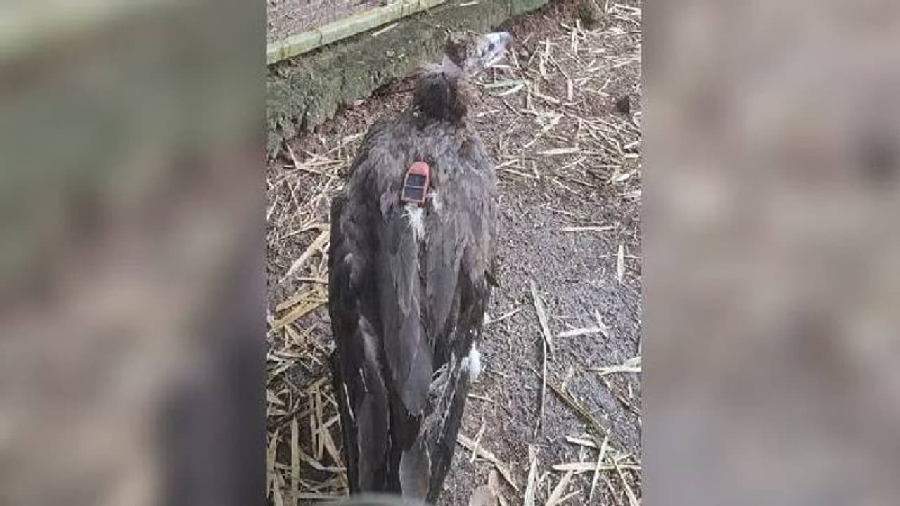 ഓഖി ചുഴലിക്കാറ്റിൽ നിന്ന് രക്ഷപ്പെട്ട കഴുകൻ അഞ്ച് വർഷത്തിന് ശേഷം പറക്കാൻ ഒരുങ്ങുന്നു ഓഖി ചുഴലിക്കാറ്റിൽ നിന്ന് രക്ഷപ്പെട്ട കഴുകൻ അഞ്ച് വർഷത്തിന് ശേഷം പറക്കാൻ ഒരുങ്ങുന്നു