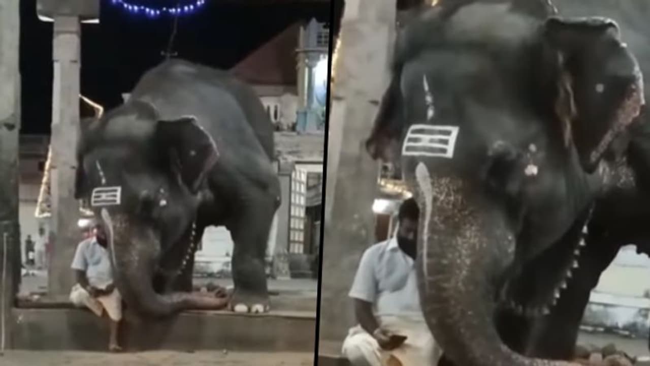 Elephant curiously peeking into mahout's phone amazed netizens; watch viral video here 