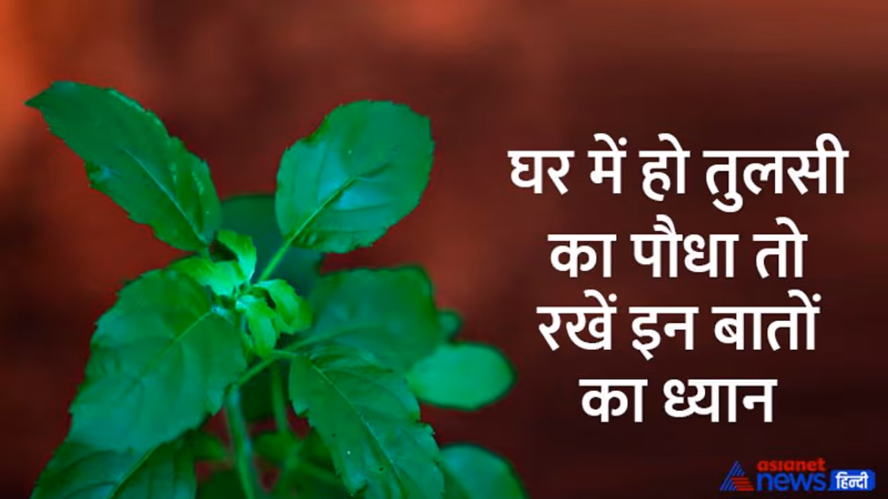 Tulsi Vivah 2022: तुलसी का पौधा आपकी किस्मत बना भी सकता है और बिगाड़ भी, जानें कैसे? 