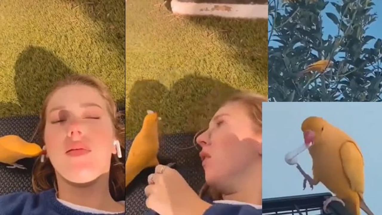 ಮುಗಿಲು ನೋಡ್ತಾ ಹಾಡು ಕೇಳ್ತಾ ಮಲಗಿದ್ದ ಯುವತಿಯ ಇಯರ್ ಬಡ್ ಹೊತ್ತೊಯ್ದ ಹಕ್ಕಿ