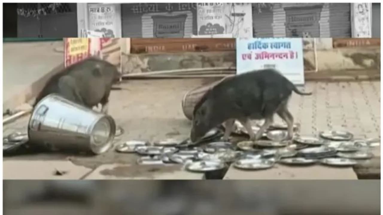 സർക്കാർ വക ഭക്ഷണശാലയിലെ പാത്രങ്ങൾ പന്നികൾ നക്കുന്നു; ഇന്ദിരാ രസോയിയിലെ വീഡിയോ പുറത്ത് സർക്കാർ വക ഭക്ഷണശാലയിലെ പാത്രങ്ങൾ പന്നികൾ നക്കുന്നു; ഇന്ദിരാ രസോയിയിലെ വീഡിയോ പുറത്ത്