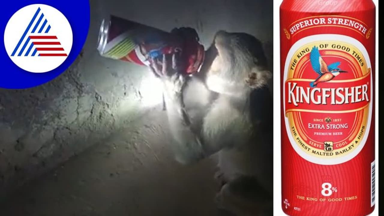 ಕೋತಿಗೂ ಗೊತ್ತು ಕಿಂಗ್‌ಫಿಷರ್‌ನ ಗತ್ತು... ಶರಾಬು ಕದ್ದೊಯ್ದು ಕಪಿಯ ಪಾರ್ಟಿ