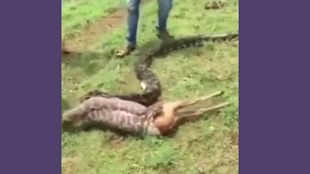 ഞൊടിയിടയില്‍ ഒരു മാനിനെ വിഴുങ്ങുന്ന പെരുമ്പാമ്പ് വീഡിയോ വൈറല്‍