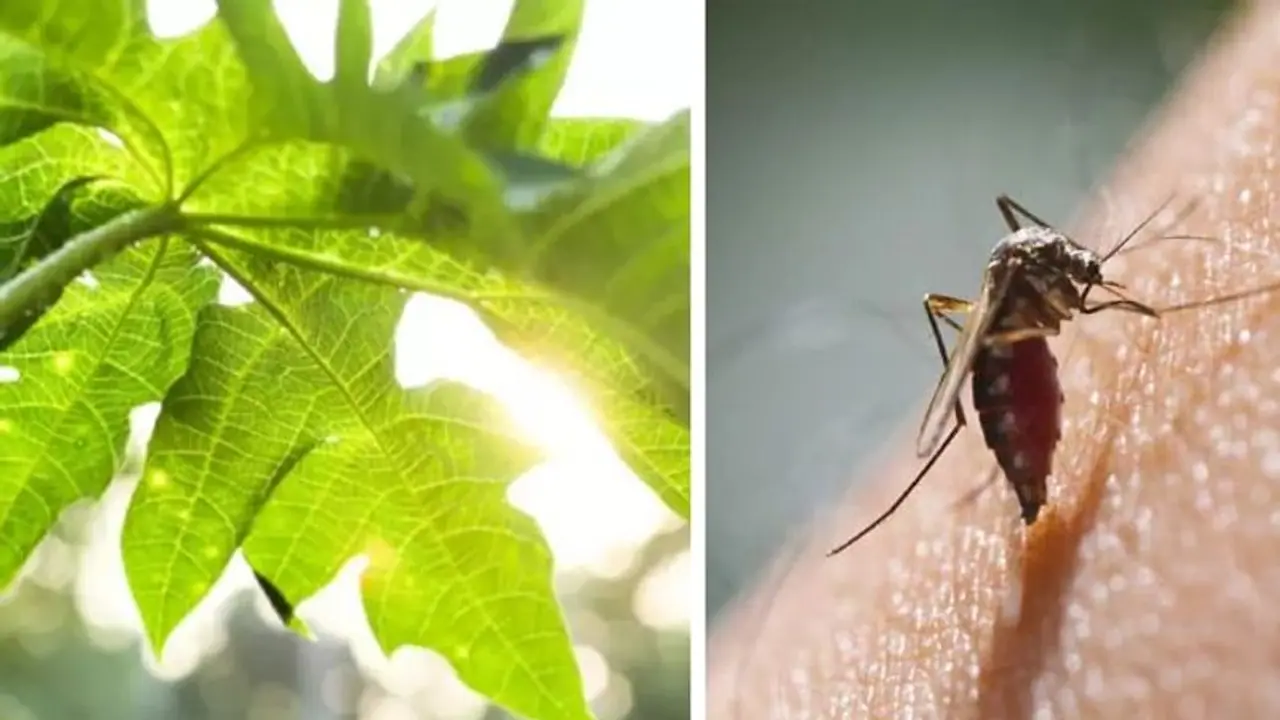 Dengue Fever : ഡെങ്കിപ്പനി ഭേദപ്പെടുത്താൻ പപ്പായ ഇല?; എന്താണിതിന്‍റെ യാഥാര്‍ത്ഥ്യം?