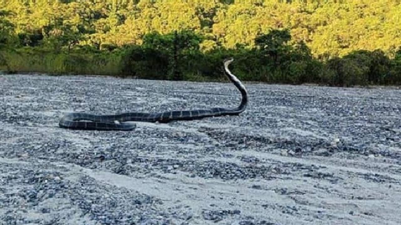 'ഏത് പാമ്പാണെന്ന് ഫോട്ടോ കണ്ട് തിരിച്ചറിയാമോ?'