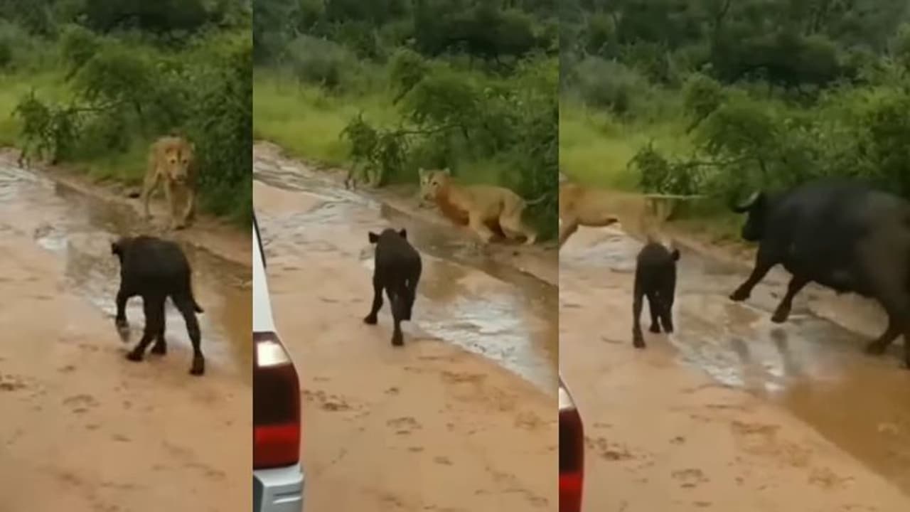 ಸಿಂಹದ ದಾಳಿಯಿಂದ ಕಂದನ ರಕ್ಷಿಸಿದ ಎಮ್ಮೆ... ವಿಡಿಯೋ ವೈರಲ್