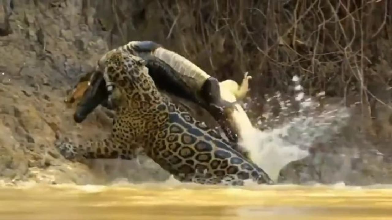 ಛಂಗನೇ ನೀರೊಳಗೆ ನೆಗೆದು ಮೊಸಳೆಯ ಬೇಟೆಯಾಡಿದ ಚಿರತೆ.. ವಿಡಿಯೋ ವೈರಲ್ 