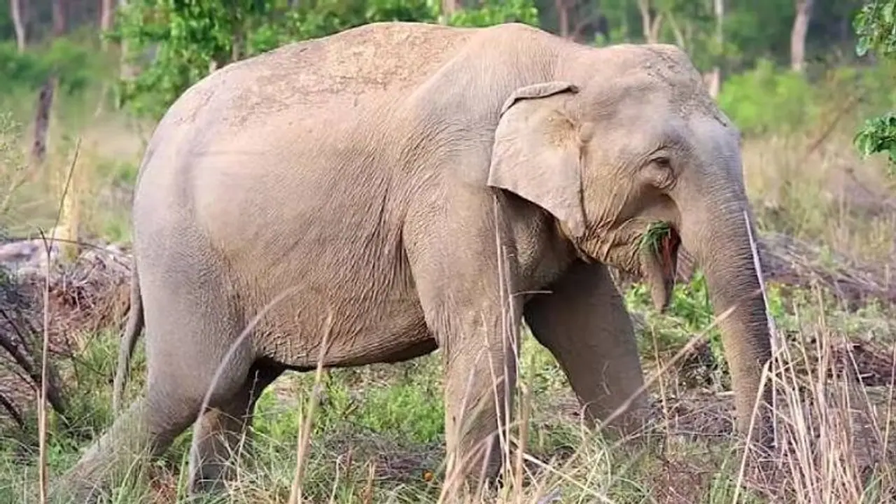 കൂട്ടത്തോടെ കറങ്ങി നടക്കുന്നതിനിടെ കിണറ്റിൽ വീണ് പെൺ ആന ചത്തു കൂട്ടത്തോടെ കറങ്ങി നടക്കുന്നതിനിടെ കിണറ്റിൽ വീണ് പെൺ ആന ചത്തു