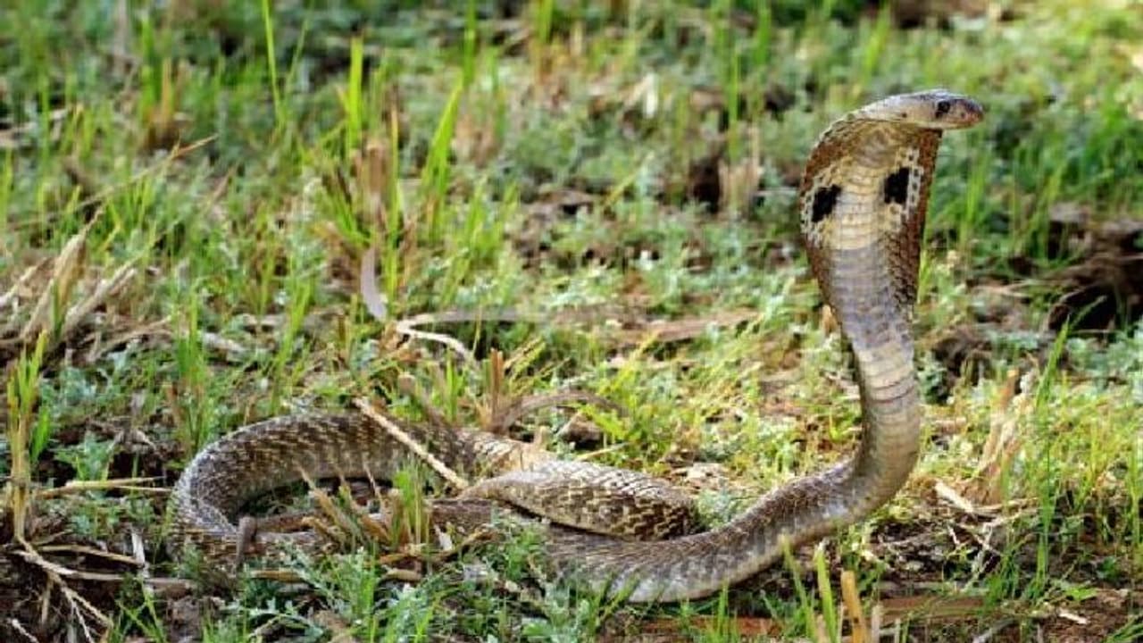 കടിച്ച മൂർഖൻപാമ്പിനെ തിരിച്ച് കടിച്ചുകൊന്ന് എട്ടുവയസുകാരൻ കടിച്ച മൂർഖൻപാമ്പിനെ തിരിച്ച് കടിച്ചുകൊന്ന് എട്ടുവയസുകാരൻ