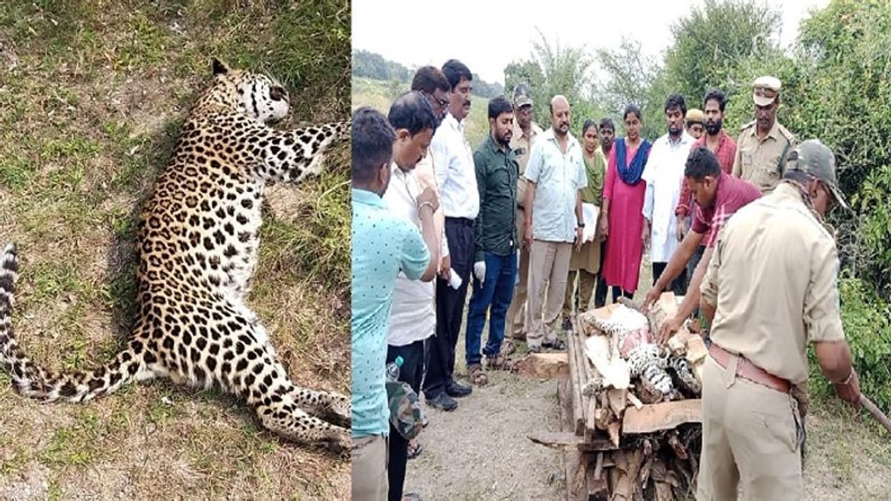 కర్నూలు జిల్లాలో చిరుత పులి అనుమానాస్పద మృతి.. కర్నూలు జిల్లాలో చిరుత పులి అనుమానాస్పద మృతి..