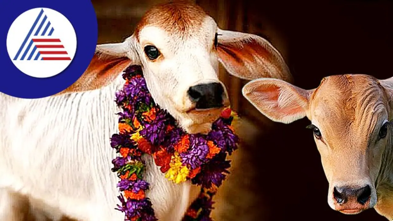 ದಾನಗಳಲ್ಲೇ ಮಹಾದಾನ ಗೋದಾನ, 7 ತಲೆಮಾರಿಗೆ ಪುಣ್ಯ ತರುವ ದಾನ