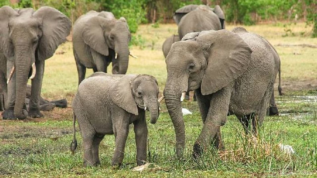 ആനകൾ മനുഷ്യരേക്കാൾ 'വികാരജീവികളാ'ണെന്ന് പഠന റിപ്പോർട്ട് ആനകൾ മനുഷ്യരേക്കാൾ 'വികാരജീവികളാ'ണെന്ന് പഠന റിപ്പോർട്ട്