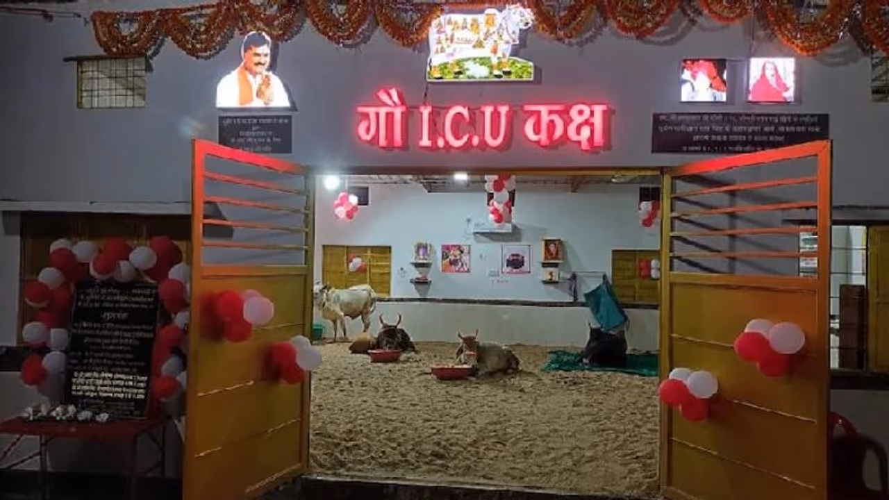 इस राज्य में गायों के लिए खोला गया पहला ICU वार्ड, इलाज के साथ हर सुविधा, AC से लेकर रूम हीटर तक इस राज्य में गायों के लिए खोला गया पहला ICU वार्ड, इलाज के साथ हर सुविधा, AC से लेकर रूम हीटर तक