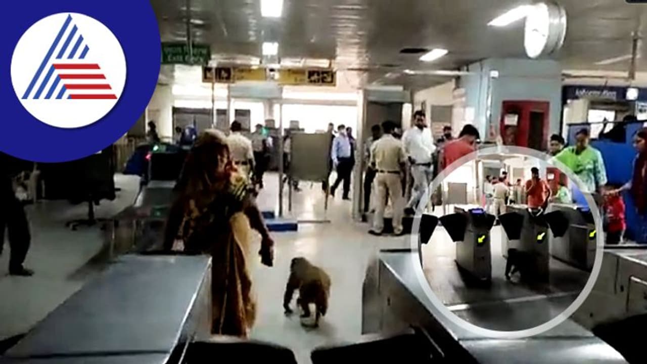 ಪಾಸ್ ಇಲ್ಲ, ಟಿಕೆಟ್ ತಗೊಳಲ್ಲ... ಮೆಟ್ರೋ ಸ್ಟೇಷನ್ನಲ್ಲಿ ಕೋತಿಯ ಕರಾಮತ್ತು ಪಾಸ್ ಇಲ್ಲ, ಟಿಕೆಟ್ ತಗೊಳಲ್ಲ... ಮೆಟ್ರೋ ಸ್ಟೇಷನ್ನಲ್ಲಿ ಕೋತಿಯ ಕರಾಮತ್ತು