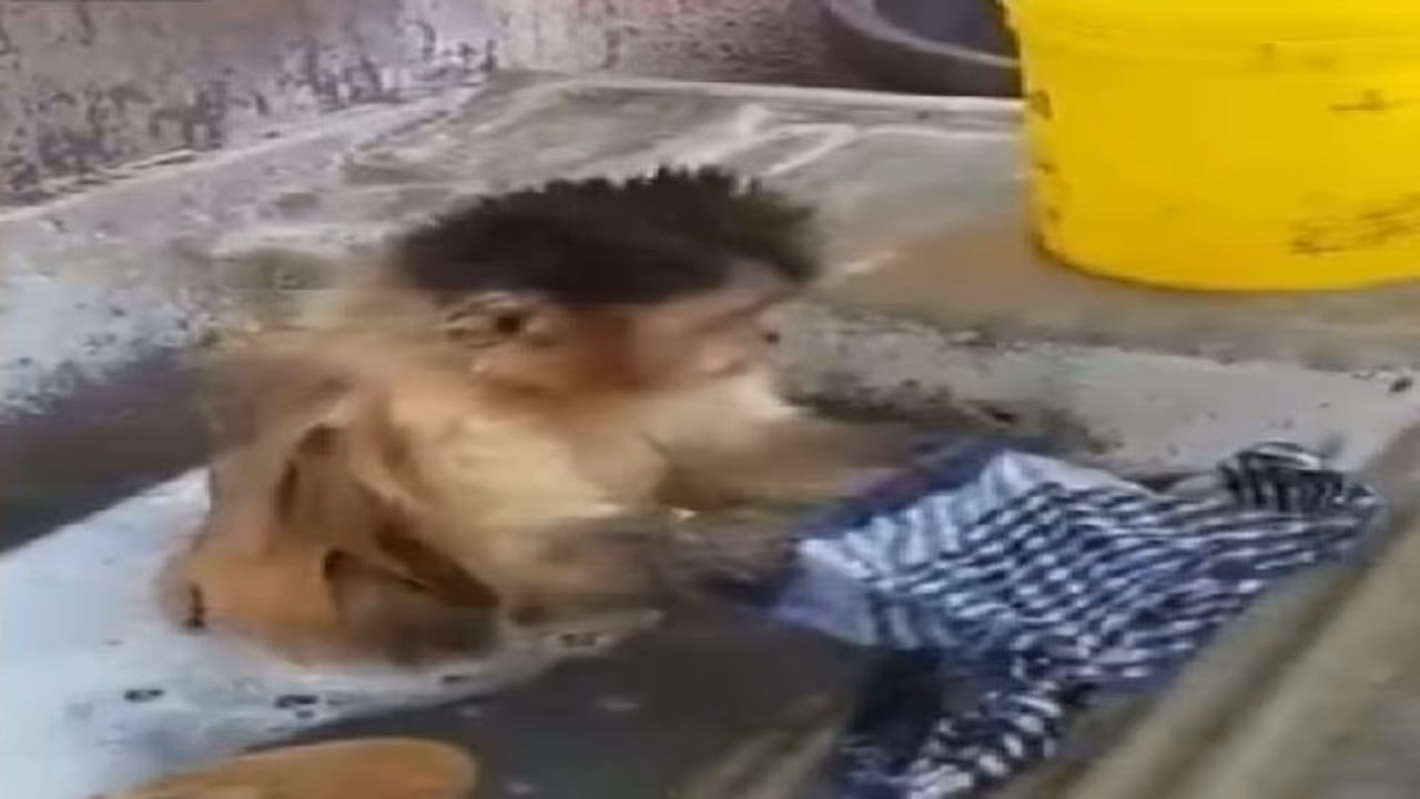 சோப்பு போட்டு துணி துவைக்கும் குரங்கு... இணையத்தில் வைரலாகும் வீடியோ!!