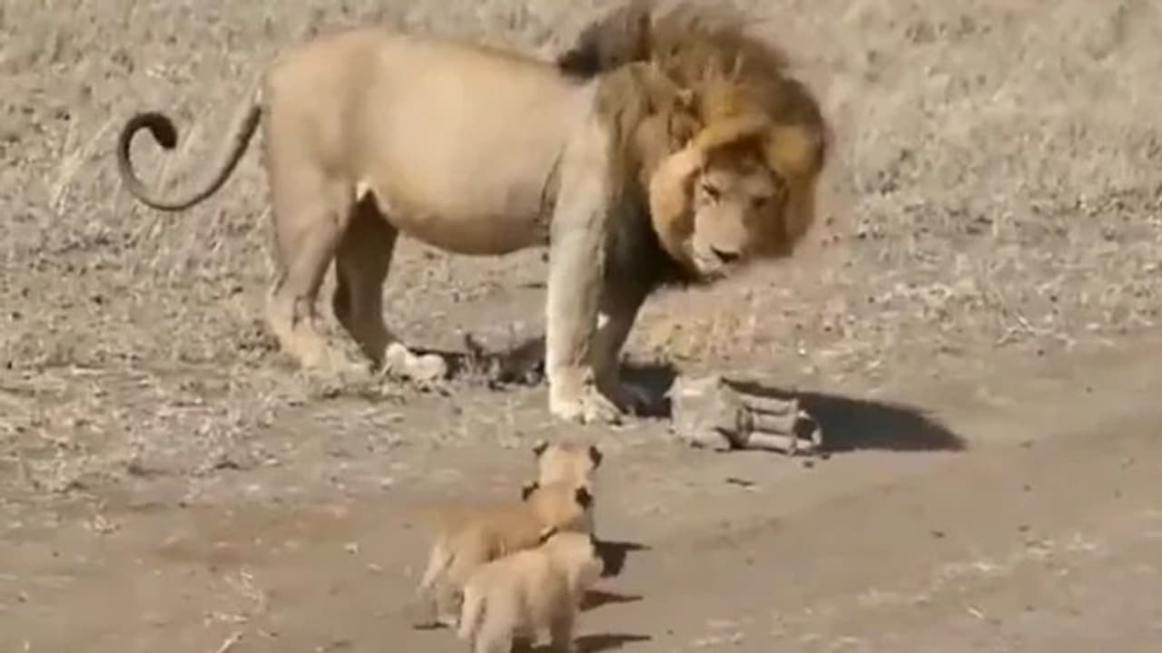 'അയ്യോടാ.. സിംഹത്തിനൊക്കെ ഇത്ര ക്യൂട്ട് ആകാൻ കഴിയുമോ?'; വീഡിയോ... 'അയ്യോടാ.. സിംഹത്തിനൊക്കെ ഇത്ര ക്യൂട്ട് ആകാൻ കഴിയുമോ?'; വീഡിയോ...