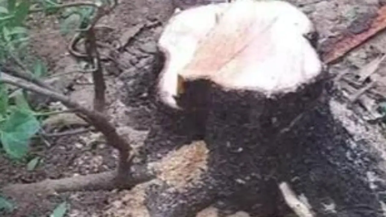 ರಾಜಭವನದೊಳಗೆ ರಕ್ಷಣೆ ಇಲ್ಲ: ಆವರಣದಲ್ಲಿದ್ದ ಶ್ರೀಗಂಧದ ಮರ ಹೊತ್ತೊಯ್ದ ಕಳ್ಳರು