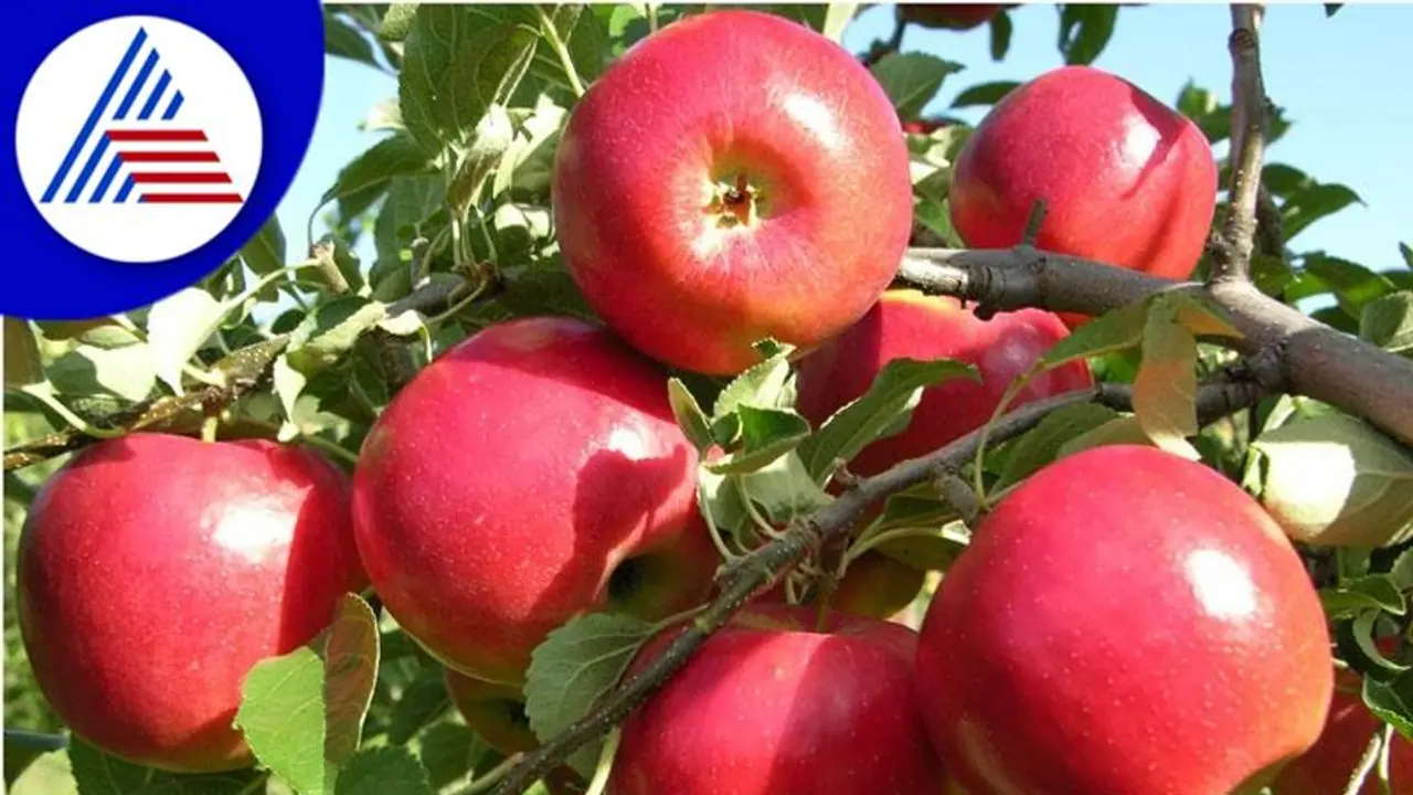 ಕಾಶ್ಮೀರ್‌ ಆಪಲ್‌ ಕೆಜಿಗೆ 25 ರೂಪಾಯಿ, ಸರ್ಕಾರದ ಸಹಾಯ ಕೇಳಿದ ಬೆಳೆಗಾರರು!