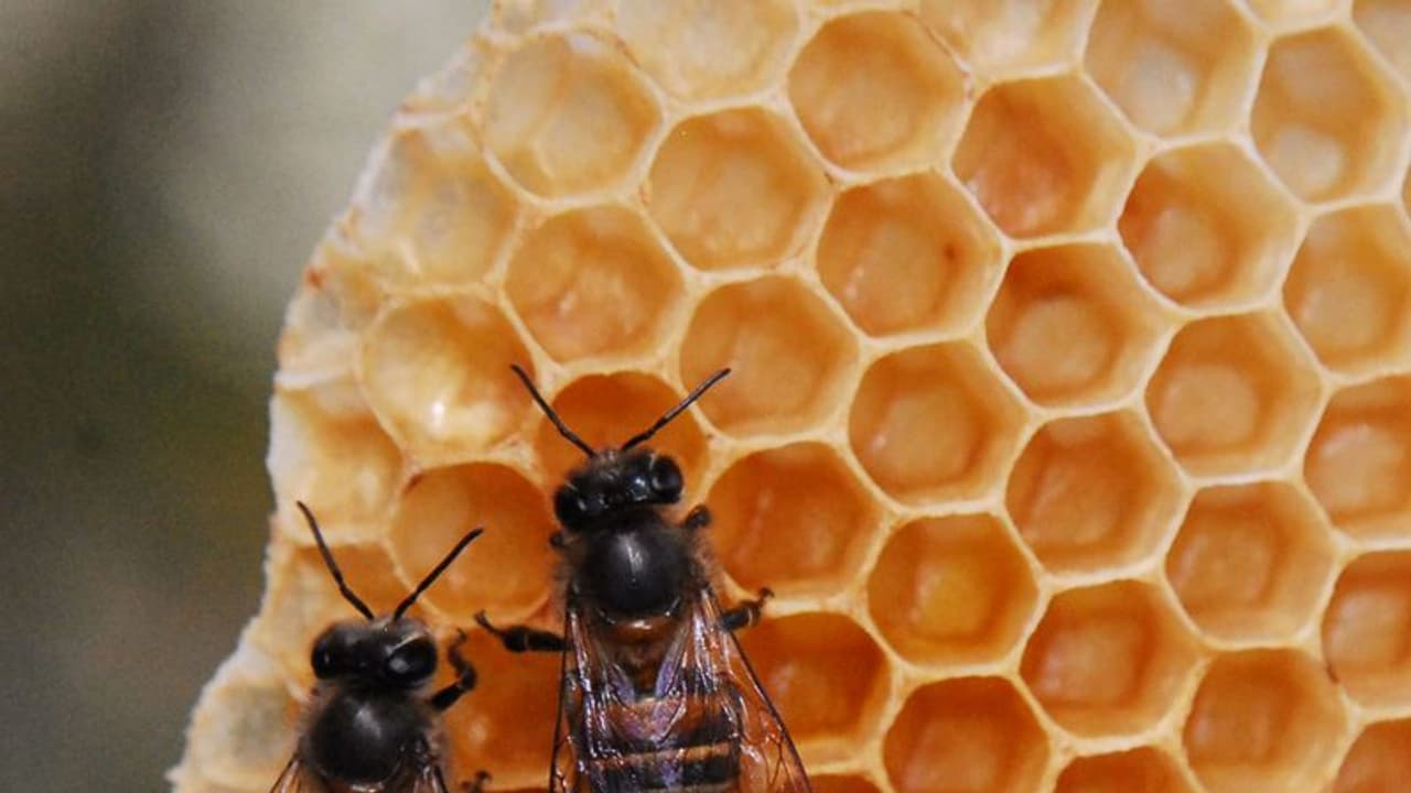 ಕೊಡಗು: ಮಂಜಿನ ನಗರಿ ಮಡಿಕೇರಿಯಲ್ಲಿ ಎರಡು ದಿನ ‘ಜೇನು ಹಬ್ಬ’ ಕೊಡಗು: ಮಂಜಿನ ನಗರಿ ಮಡಿಕೇರಿಯಲ್ಲಿ ಎರಡು ದಿನ ‘ಜೇನು ಹಬ್ಬ’