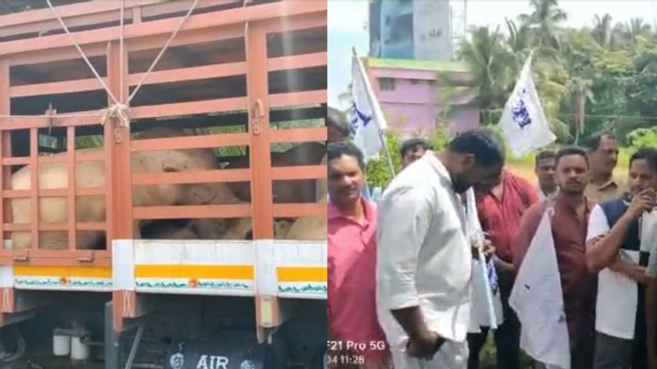 പന്നിപ്പനി ഭീതി നിലനിൽക്കേ, വിലക്ക് മറികടന്ന് അതിർത്തിക്കപ്പുറത്ത് നിന്ന് പന്നിക്കടത്ത്; ലോറികൾ തടഞ്ഞ് കർഷകർ