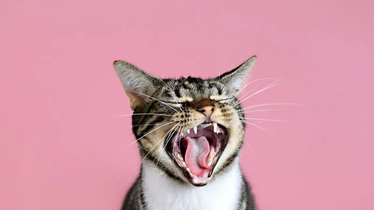 കുറ്റവാളികള് സൂക്ഷിക്കുക, ഈ വീട്ടില് പൂച്ചയുണ്ട്! കുറ്റവാളികള് സൂക്ഷിക്കുക, ഈ വീട്ടില് പൂച്ചയുണ്ട്!