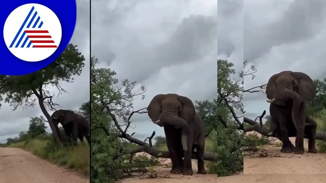 ಕಾಡಾನೆ ಹಿಮ್ಮೆಟ್ಟಿಸಲು 4 ಜಿಲ್ಲೆಗಳಲ್ಲಿ ಟಾಸ್ಕ್ ಫೋರ್ಸ್ ರಚನೆ