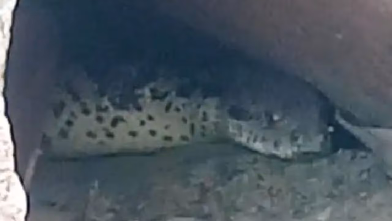 'അനാക്കോണ്ടയെക്കാള്‍ വലുപ്പമുള്ള പാമ്പ്'; അതിനായി ഒരമ്പലവും നിറയെ ഭക്തരും...