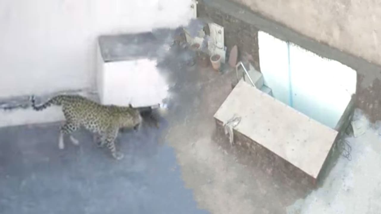 राजस्थान के इस स्कूल में सुबह बैग लेकर स्कूल पहुंचे मासूम, भूखा पैंथर कर रहा था इंतजार, और फिर... राजस्थान के इस स्कूल में सुबह बैग लेकर स्कूल पहुंचे मासूम, भूखा पैंथर कर रहा था इंतजार, और फिर...