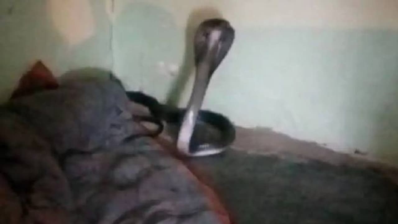 രാവിലെ ഉറക്കമുണർന്നപ്പോൾ പുതപ്പിനടിയിൽ മൂർഖൻ പാമ്പ്; പേടിച്ചുവിറച്ച് ഓടിയൊളിച്ച് വീട്ടുടമസ്ഥൻ രാവിലെ ഉറക്കമുണർന്നപ്പോൾ പുതപ്പിനടിയിൽ മൂർഖൻ പാമ്പ്; പേടിച്ചുവിറച്ച് ഓടിയൊളിച്ച് വീട്ടുടമസ്ഥൻ