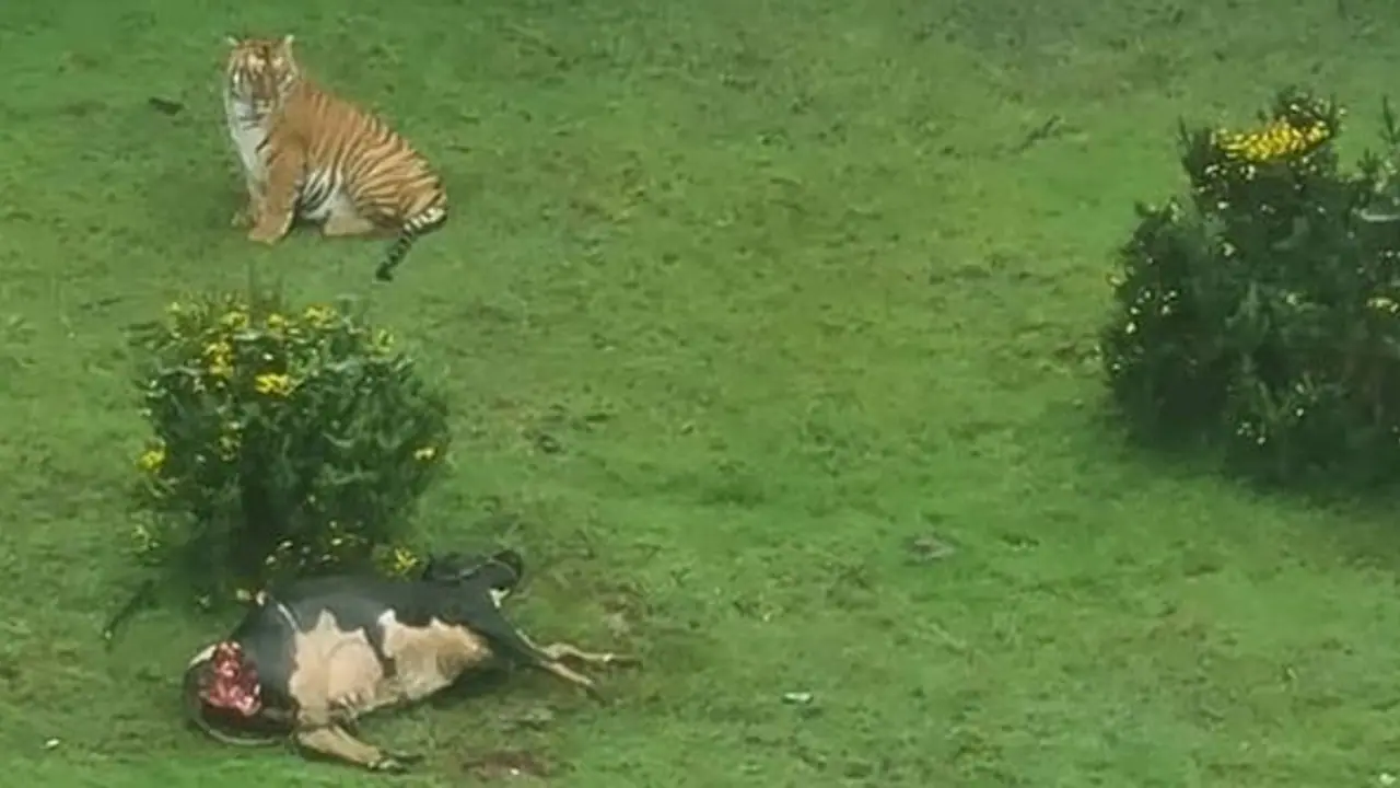 ஊட்டி கோல்ஃப் மைதானத்தில் புலி; அடுத்தது என்ன? அதிர்ச்சி வீடியோ வைரல்!! ஊட்டி கோல்ஃப் மைதானத்தில் புலி; அடுத்தது என்ன? அதிர்ச்சி வீடியோ வைரல்!!