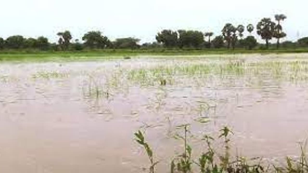 டெல்டா மாவட்டங்களில் 3 வது நாளாக தொடரும் கனமழை.. 50 ஆயிரம் ஏக்கர் சம்பா பயிர்கள் நீரில் மூழ்கின.. டெல்டா மாவட்டங்களில் 3 வது நாளாக தொடரும் கனமழை.. 50 ஆயிரம் ஏக்கர் சம்பா பயிர்கள் நீரில் மூழ்கின..